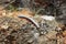 Gray centipede walking