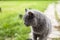 Gray chartreux cat with a yellow eyes sit outdoor.