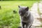 Gray chartreux cat with a yellow eyes sit outdoor.