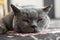 Gray chartreux cat with a yellow eyes sleeping on a carpet.