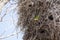 Gray Cheeked Parakeet Peeking out of Nest