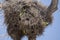 Gray Cheeked Parakeets with Compartmentalized Nest