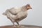 Gray Chicken Standing on Wood floor, White Background