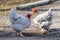 Gray chickens drink water from puddles_