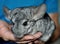 Gray chinchilla on the hands