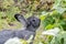 Gray chinchilla rabbit