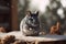 Gray chinchilla sits on a wooden bench in the snow.