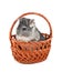 Gray chinchilla sitting in basket