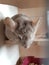 Gray chinchilla sitting on a shelf