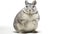 Gray chinchilla sitting on white background, close-up