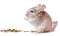 Gray chinchilla on white background, funny animal, chinchilla