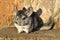 The Gray Chinchilla on a wood background outdoor