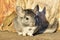 The Gray Chinchilla on a wood background outdoor