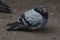 Gray city pigeon walking on the street on the ground.