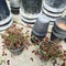 Gray clay pots and decorative red clover