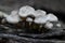 Gray Clustered Bonnet Fungi on Dead Log