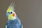 Gray Cockatiel male bird profile on brown background.