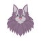 gray color maine coon cat soft furry head cute adorable pet domestic animal beautiful pedigree kitty