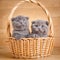 The gray color Scottish fold cats sits in a wicker basket. A playful kittens. Cat food promotion