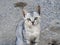 Gray colored Egyptian domestic stray cat with M shape letter on its head, selective focus of Egyptian street small cat looking and