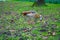 Gray-colored geese running around in a green grassy field in Amsterdam