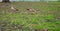 Gray-colored geese running around in a green grassy field in Amsterdam