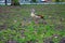 Gray-colored geese running around in a green grassy field in Amsterdam