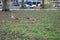 Gray-colored geese running around in a green grassy field in Amsterdam