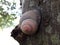 Gray colored snail on the jack fruit tree