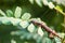 Gray-colored Toki Gecko Gekko gecko lurks