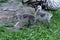 Gray colored turkey chicks. Turkey baby bird standing in the grass