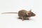 Gray common house mouse isolated on white background