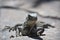 Gray Common Iguana Sunning on a Large Rock