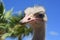 Gray Common Ostrich with Palm Trees in Aruba