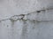 Gray concrete texture background. Cracks. Scratches. Damage