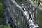 gray cormorant sits on the handrail of the bridge