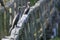 gray cormorant sits on the handrail of the bridge