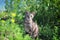 Gray Cornish Rex cat