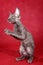 A gray Cornish Rex cat kitten stands on its hind legs and plays