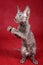 A gray Cornish Rex cat kitten stands on its hind legs and plays