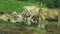 Gray cows rest on brawn ground, green filed on background