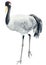 Gray crane bird on isolated background, watercolor drawing