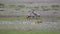 Gray Crane Birds Eating Insects in the Green Meadows