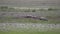 Gray Crane Birds Eating Insects in the Green Meadows