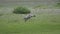 Gray Crane Birds Eating Insects in the Green Meadows