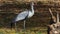 Gray crane on meadow. Wildlife animal