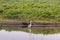 A gray  crane stands early in the morning in the water near the shore in a reservoir in the Lake Hula nature reserve in northern