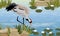 Gray Crane in a swamp or lake with white water lilies. The pond is a tree with tall grass.