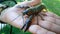 Gray crayfish on a hand