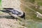 Gray crow drinking from the pond, animals wildlife, city birds